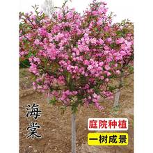 海棠树苗庭院地栽高杆西府海棠垂丝海棠花耐寒植物花北美海棠
