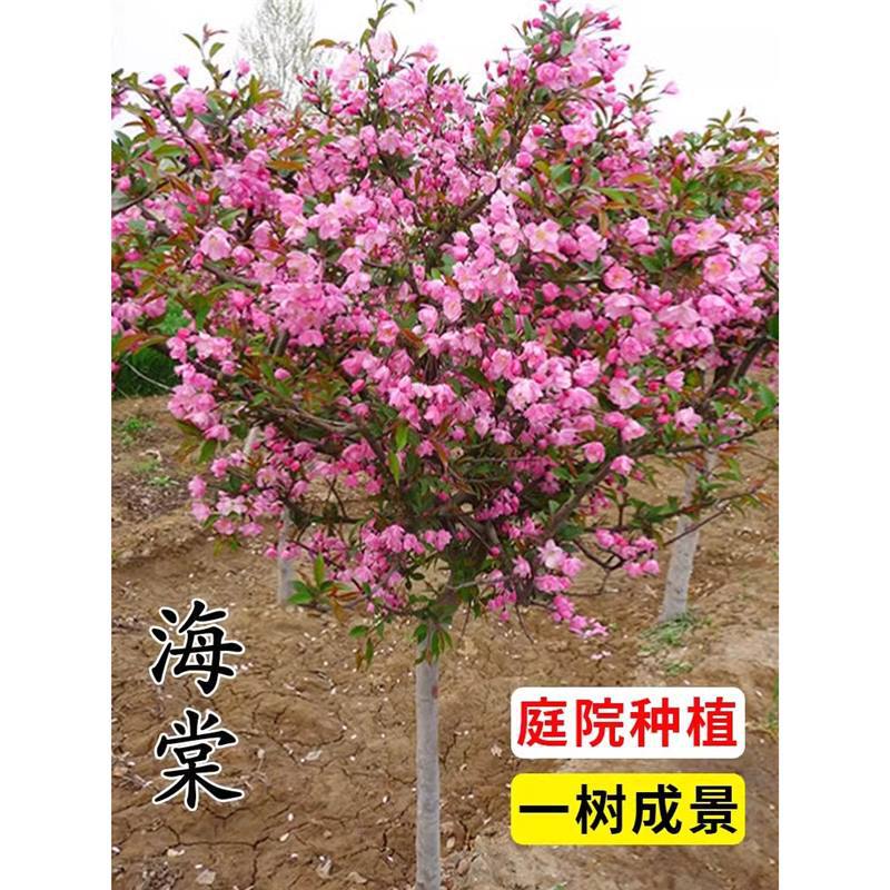 海棠树苗庭院地栽高杆西府海棠垂丝海棠花耐寒植物花北美海棠