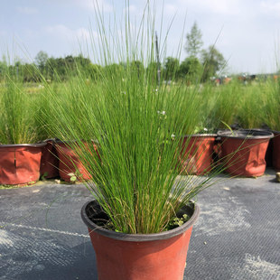 Stipa 14 Double Color Pots Chengdu Waterscape Potted Plants Garden Greening Aquatic Plants Potted Feather Grass