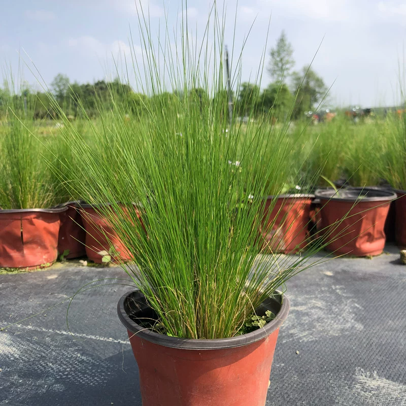 Stipa 14 Двухцветный бассейн Чэнду Waterscape Горшечные растения Пейзаж Водные растения в горшке перо трава