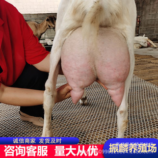 ��ɽ�����ҕ�l �a���������ɽ�����һֻ ��ɽ���Bֳ��