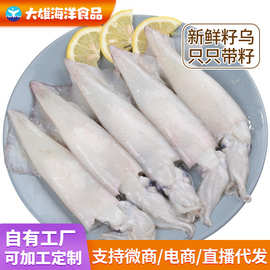 厂家批发冷冻纯海洋全籽籽乌冻鲜乌籽鱼冻鲜笔管鱼冻海兔冻乌贼鱼