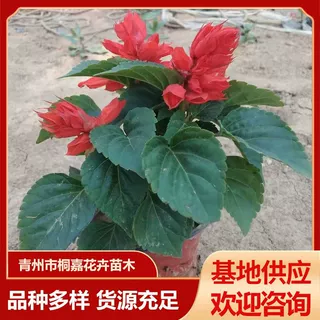庭院小区盆栽基地供应草花一支笔一串红时令草花绿化