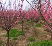 һ�����l÷������t÷����ԭ���t÷����ͥԺ�������Ԙ䘶�辰�t÷