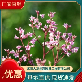 Apocynum Base Оптовые сорта собственного производства в комплекте с живописным ландшафтом Зеленые саженцы