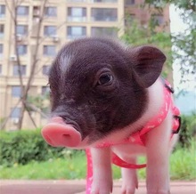 小香猪迷人可爱的宠物猪网红泰国小香猪长不大宠物猪活体香猪猪苗