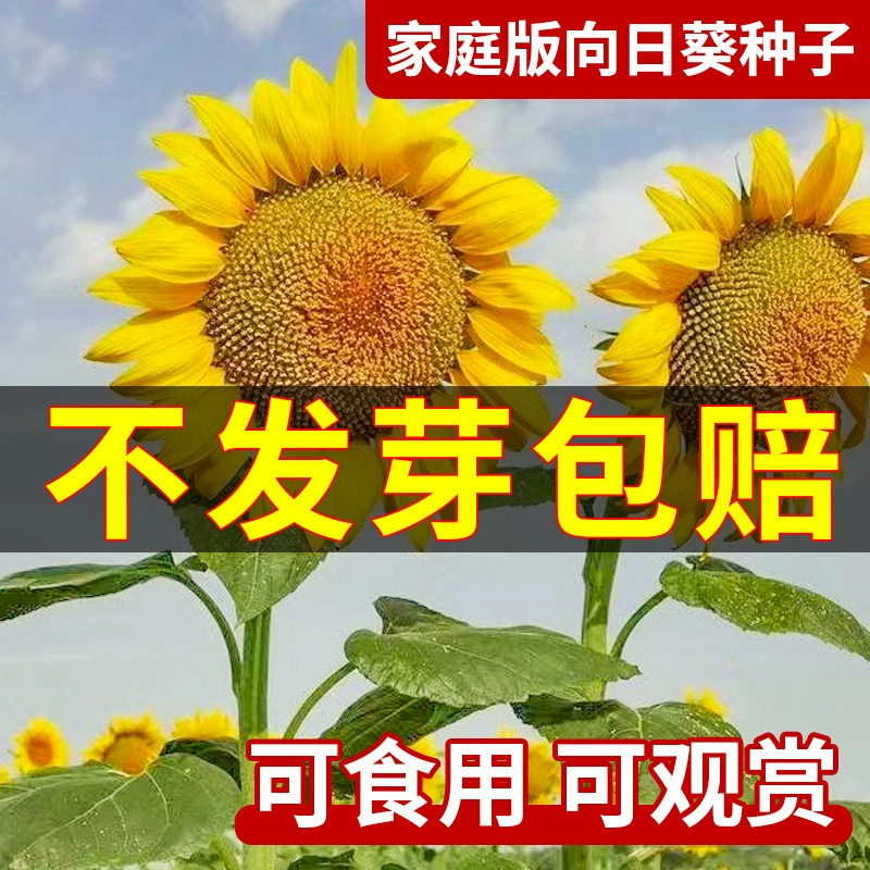 Семена подсолнечника, съедобные декоративные семена подсолнечника, семена подсолнечника для внутреннего и наружного использования, семена дыни, четырехсезонные семена в горшках.