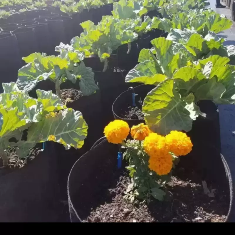 植袋毛毡加仑f袋桶加仑加厚无纺布袋美植树种植园艺