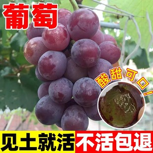 ���ѷN���ļ����̨���Ծ޷�õ�������ӟo������ˮ���N�ј���