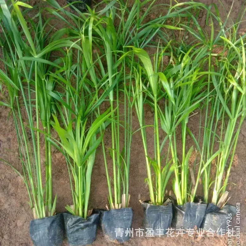 База поставляет оптом большое количество водных растений, таких как эхиночлоа, и продаёт большой ассортимент водных растений.