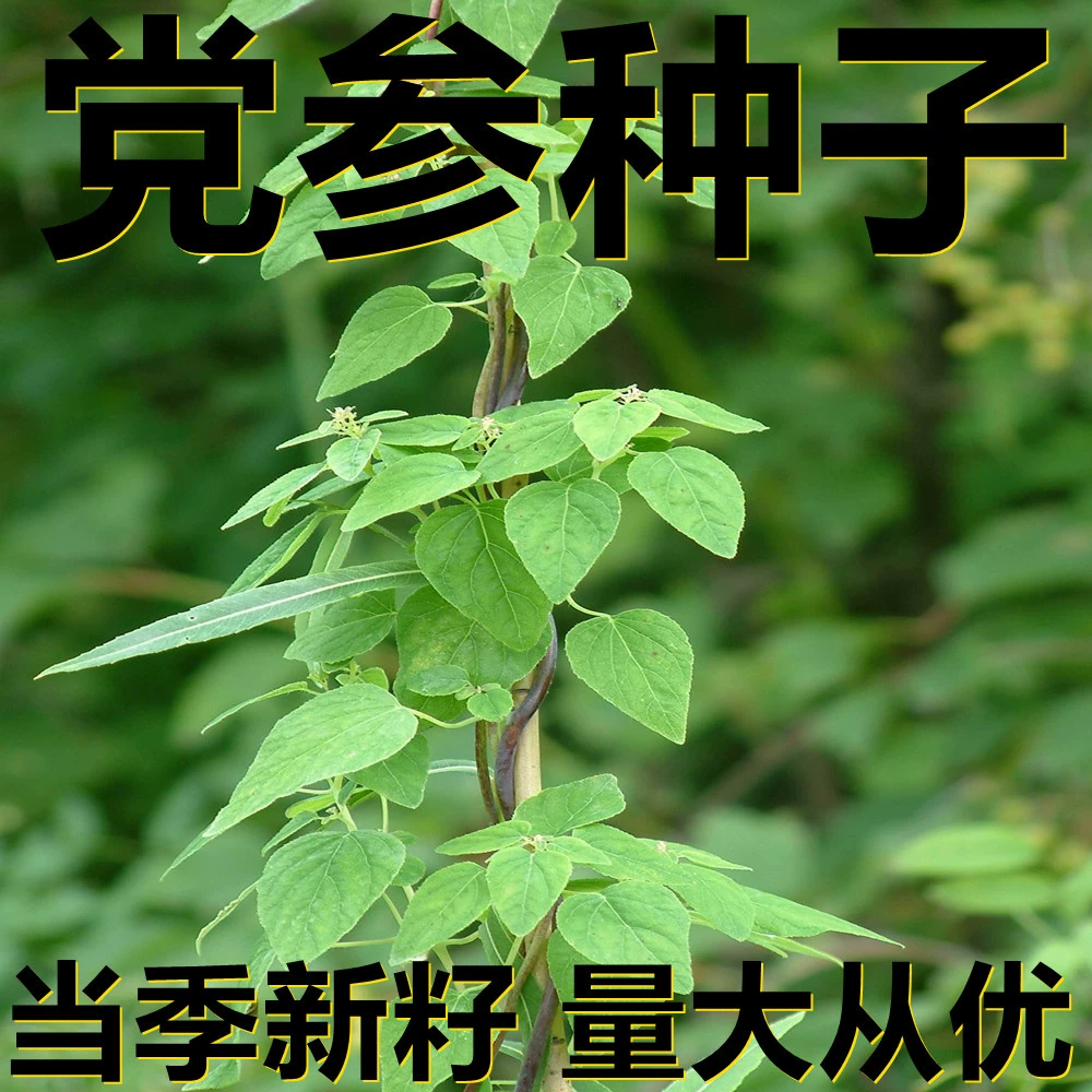 Семена Codonopsis pilosula 500г в мешках оптом, прямые поставки с места происхождения, сезонные новые семена, семена садовых растений