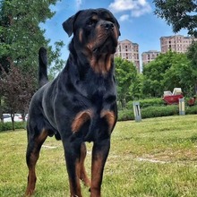 纯种罗威纳活体狗狗双血统罗威纳大型护卫犬工作犬活狗防爆犬小狗