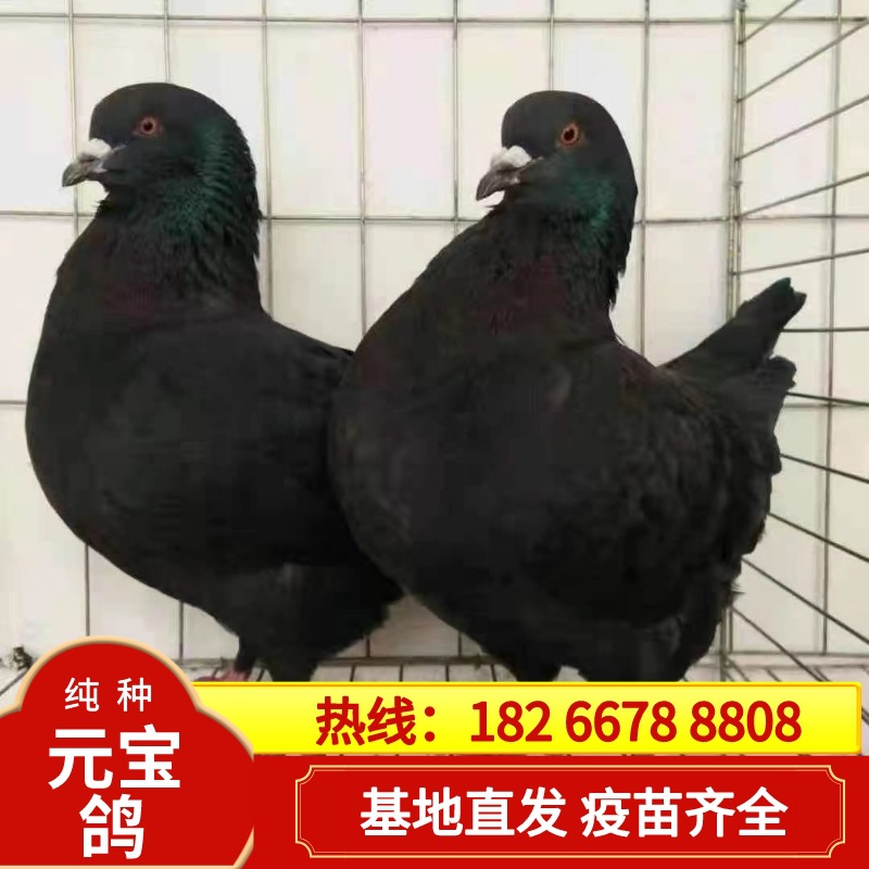 元宝鸽