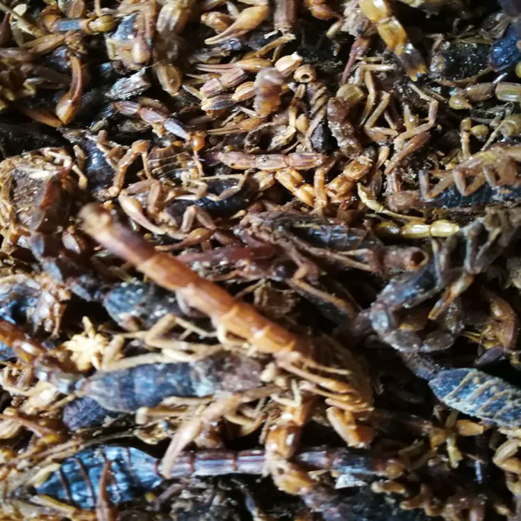 Целый скорпион, сушеный скорпион, скорпион чистой воды, скорпион соленой воды, скорпион, землистый юань, таса, таракан, сушеные изделия, пюech, ежедневная пия, ежедневная шрапион