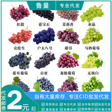 源头产地基地直代发CID专供蓝宝石阳光玫瑰巨峰葡萄树苗盆栽地栽
