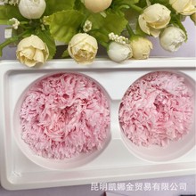 7-8cmҩͰ˹õ廨 ĵ ʻܰ