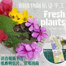 ֲ����Ⱦ�r�� ���r���~���ܾGֲ �����زݲ��� ��ӡ���|����