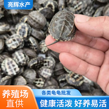 中华草龟养殖场外塘活体乌龟观赏宠物活物小乌龟金线草龟苗批发