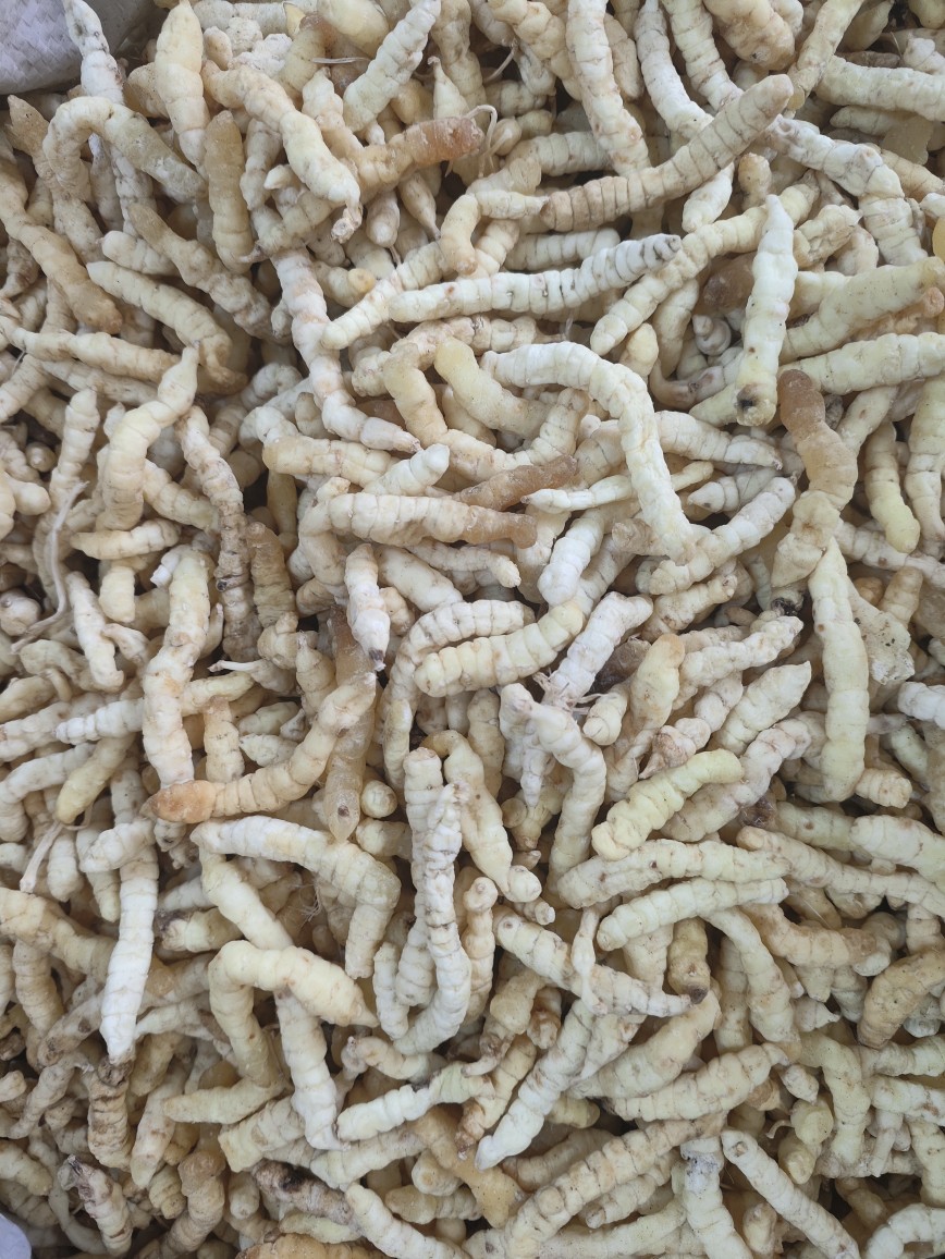 Cao Shi Can (Stachys affinis) — Dried Chinese Artichoke Tubers, Food Herb from Yunnan quality and texture