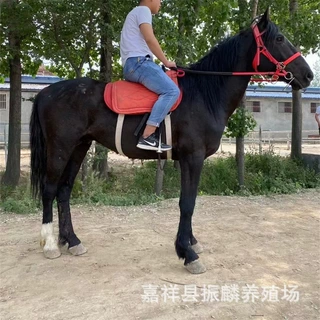 山东养马场 蒙古马 伊犁马 三河马 河曲马 哪个品种马比较好