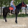 伊犁山东品种哪个蒙古马