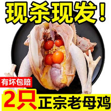 【冷链包邮】纯粮零食2年老母鸡散养土鸡柴鸡笨鸡月子鸡整鸡肉