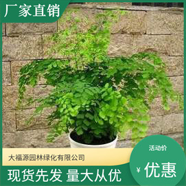 [Base Wholesale] Adiantum Office Green Plants Indoor Green Plants Adiantum Flower Border Landscaping