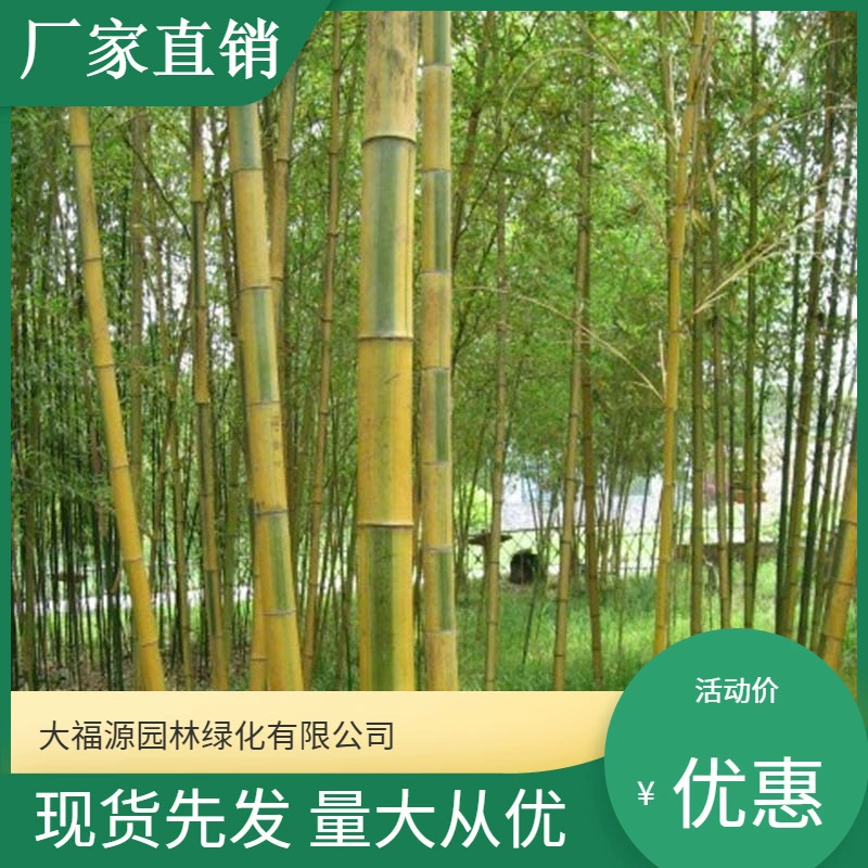 [Базовая оптовая продажа] Большое количество Скидка Цветок Бамбук Живописный район Мяо Ландшафтный дизайн Дорожный сад Проект Озеленение рассады