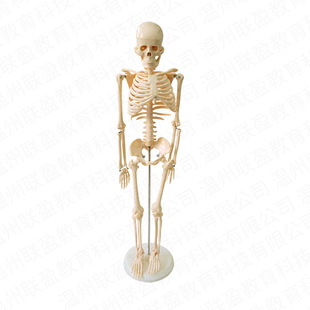 39015 Factory Direct 420mm Human Body Skeleton Model Teaching Instrument Kidsren's Skeleton Model