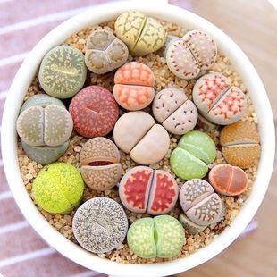 Living Stone Flower Sun Wheel Jade Red Window Ko Butt Succulent Flower Four Seasons Plant Office Bonsai