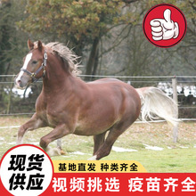 ���N���R���w���� ���^��ͯ�T�˰��_�R�r�� �Bֳ����������С�R�x