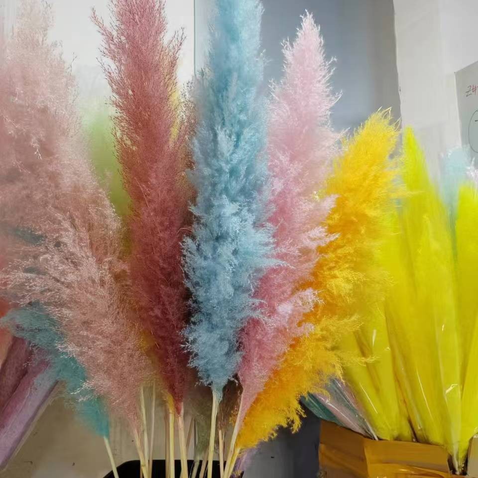 다채로운 큰 갈대의 총 길이는 50-60cm입니다.