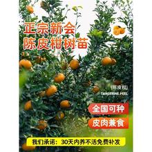 �������̘����Ƥ��С��̽۴�t��ɰ�����ָ̲�֦�̴�������