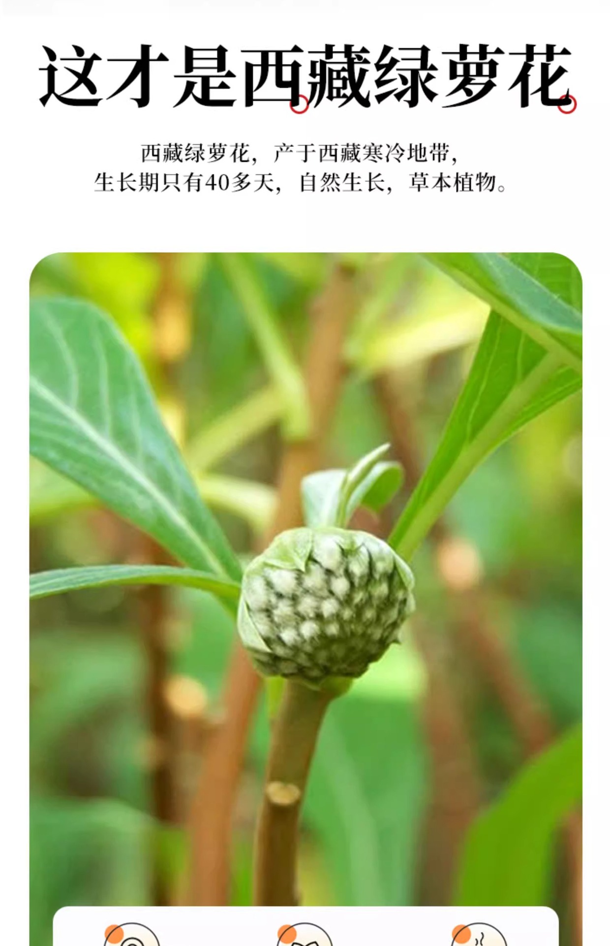 Lü Luo Hua Green Radish Flower Tea 250g Dried Scindapsus Flower Buds for Calming Herbal Infusions key features