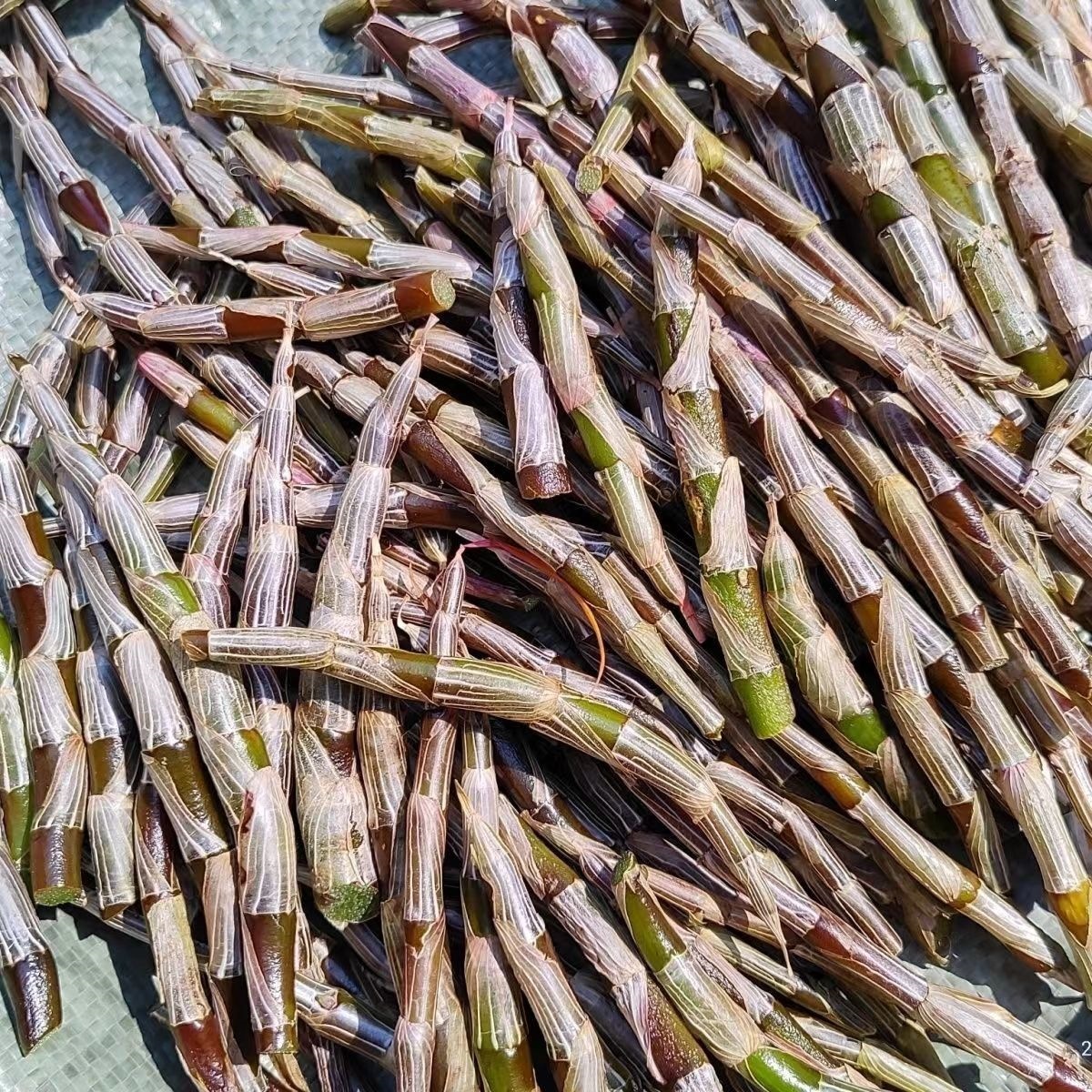 Fresh Huoshan Tie Pi Shi Hu Dendrobium Stems 5-Year Fresh Harvest for Juice Soup Wine quality and texture