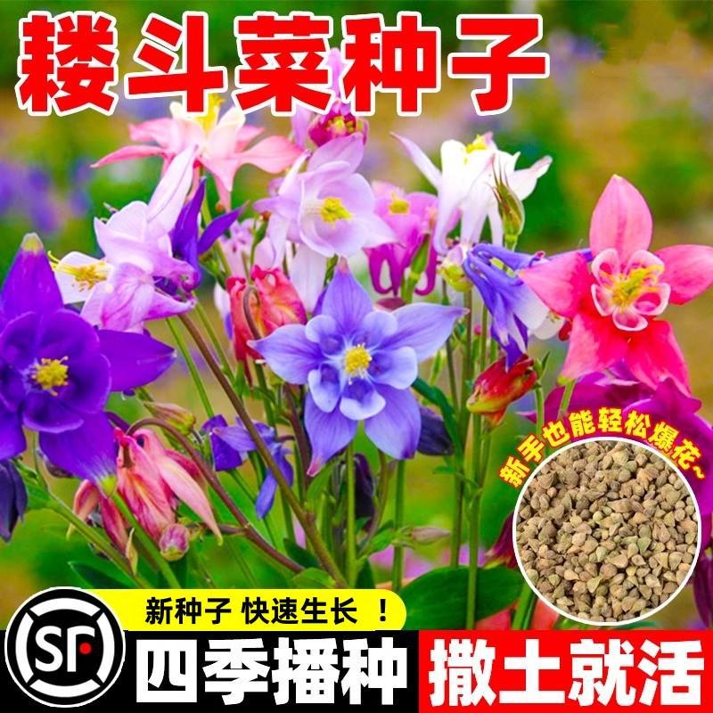 耧斗菜种子猫爪花籽孑血见愁四季播种多年生宿根庭院绿化花卉盆栽