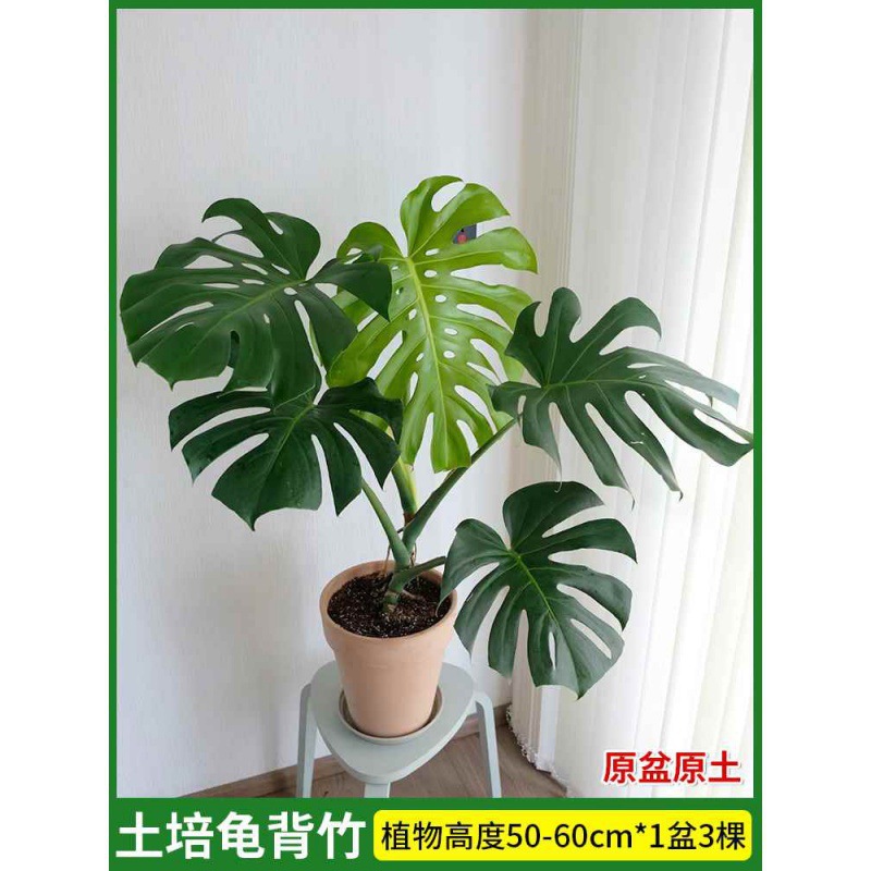 Monstera hidropónica sala de estar, grandes plantas en macetas, buenas plantas verdes en interiores, hojas grandes, hojas perennes, plantas tolerantes a la sombra, purifican el aire image 9