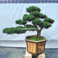 ӭ�����_�h���辰�Ϙ������͘��҃��⻨�@ͥԺ�e���k�������P���B