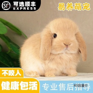 垂耳道奇代发兔兔子好养活物种折侏儒荷兰霜白耳宠物可爱迷麦太保-阿里巴巴