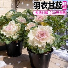 羽衣甘蓝盆栽大苗老桩可食用蔬菜苗冬日玫瑰耐寒花卉观赏甘兰绿植