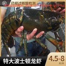 生冻波士顿龙虾超特大澳洲大龙虾3.5-18斤新鲜海鲜水产龙虾仔