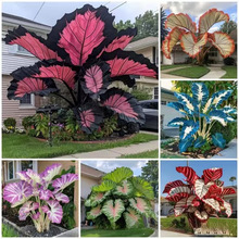 �羳��؛���~��N�Ӵ��~�����pɫ��N���ļ����Ի���ֲ��N��