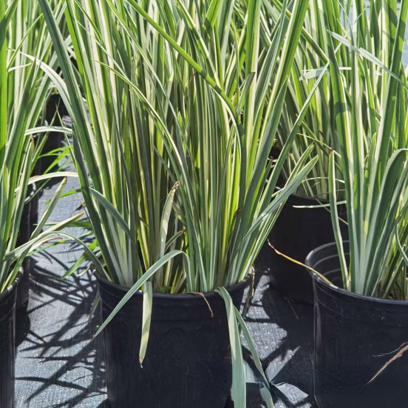 花叶玉蝉花 (5).jpg