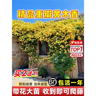 �Sľ�㻨������ֲ�ﻨ���ذ��ľ������Nޱ�̨ͥԺ�ļ��_������