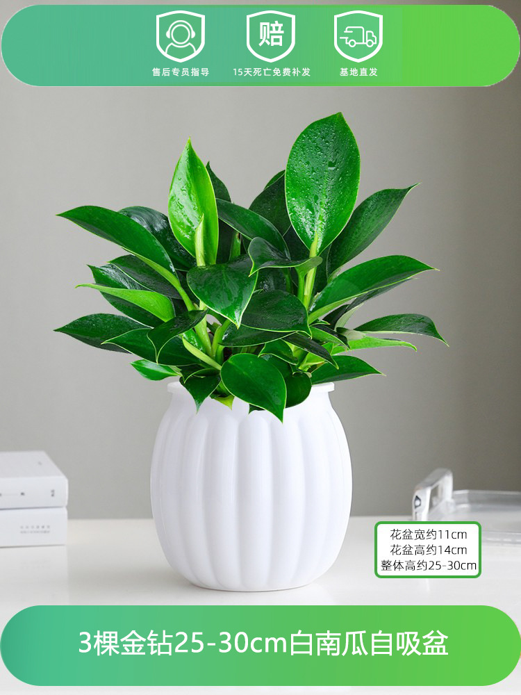 [핫한 신제품] 25-30CM 골드 다이아몬드 3개 + 화이트 호박 + 영양액