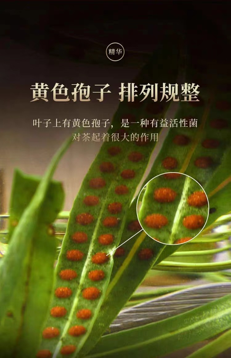 Hua Shi Cao Fossil Grass Dried Herb 500g Bag Traditional Chinese Herbal Tea Wild Harvested Changbai Mountain preparation