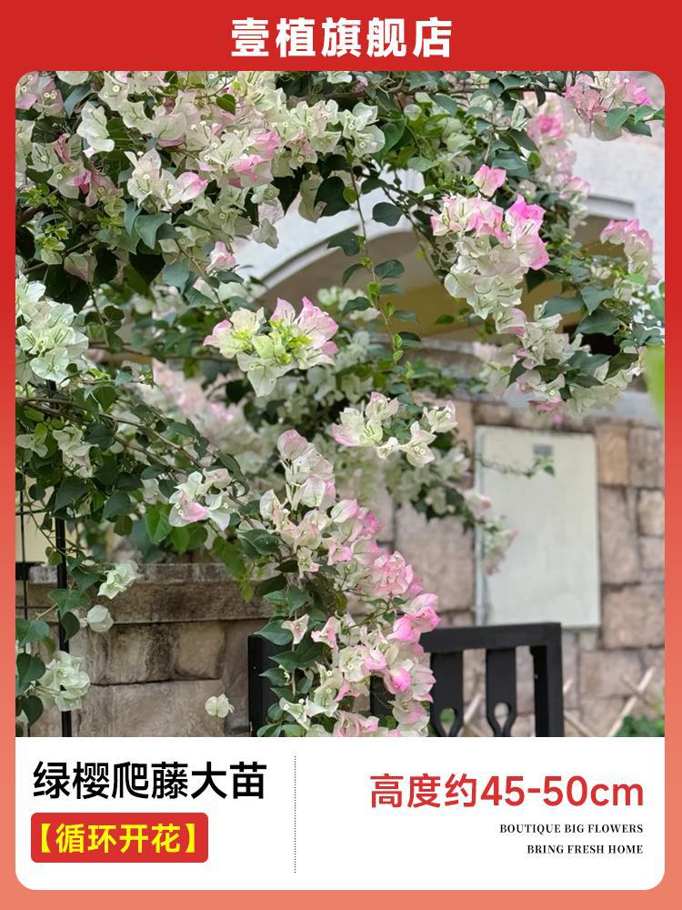 [계절꽃] 녹색 벚꽃덩굴 모종 [45-50cm]