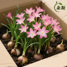风雨兰多年生种球开花葱兰好养易活植物庭院阳台花卉耐寒耐热美