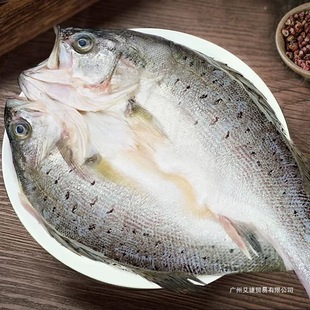 海鲈鱼开背新鲜冷冻大鲈整鱼免杀七星海鲈鱼鲜活生鲜海鲜水产批发-阿里巴巴