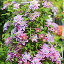 FɏyذsɪСͥԺֲԮGֲ༾_